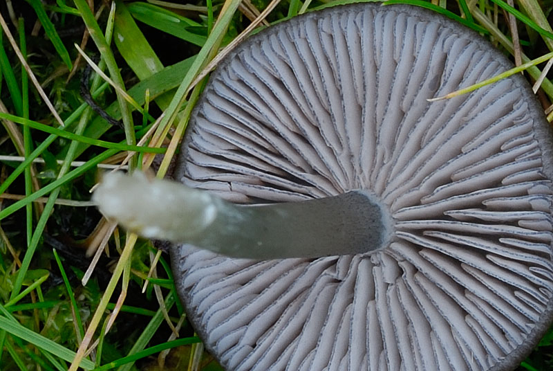 Entoloma serrulatum